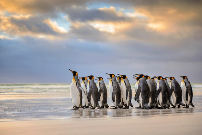 nature animals penguins birds beach wildlife horizon 2k