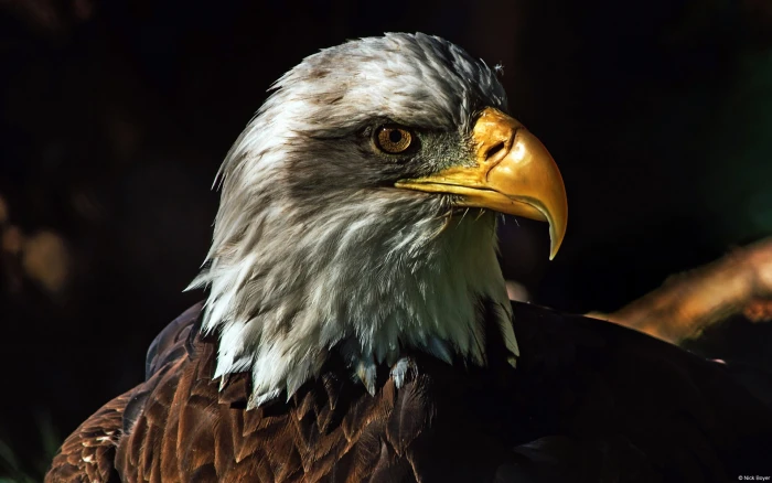 nature animals wildlife birds eagle bald in the wild 2k