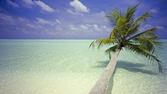 palm trees beach landscape tropical climate water sea 2k
