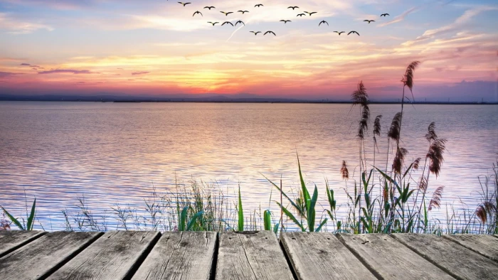 Pier Sea Sunset Plants Birds Beautiful Scenery large body of water