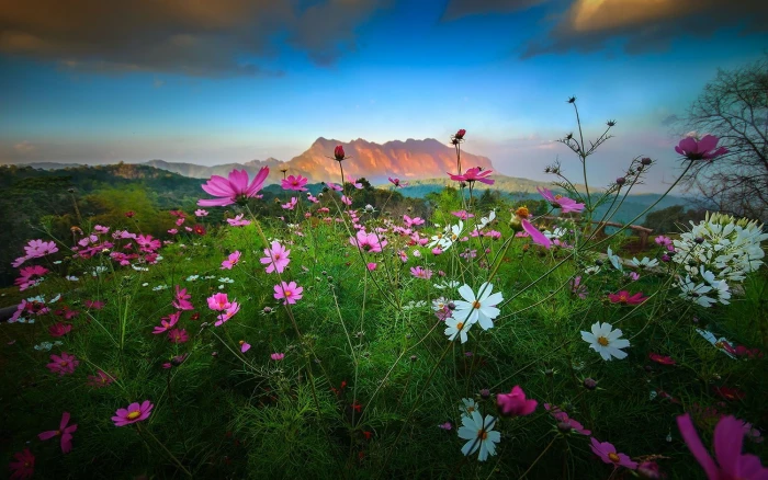 pink and white petaled flower field landscape nature flowers 2k