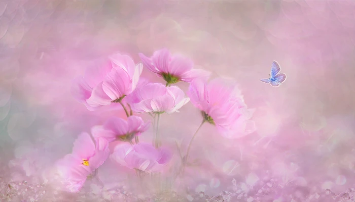 pink cosmos flowers painting nature plant color background 2k 4k