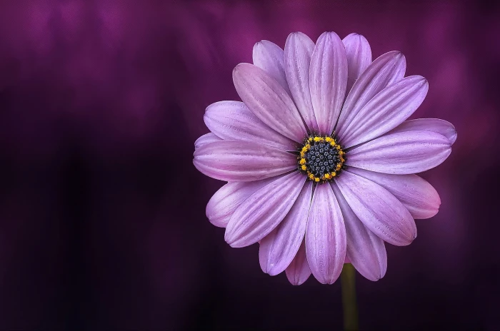 purple osteospermum flower in close up photography lical blosso 2k