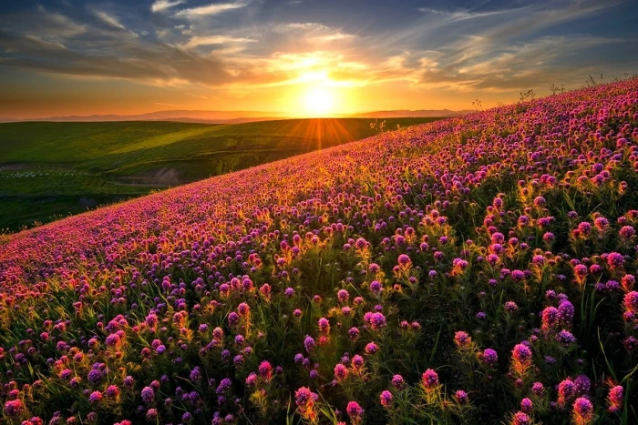 purple petaled flower field nature landscape sunset flowers