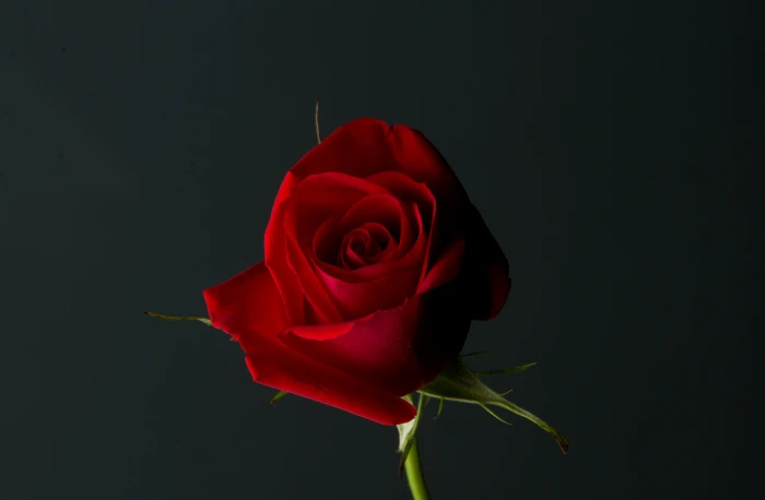 red rose flower Rose Red Plant Love Romance romantic gift 2k 4k 5k