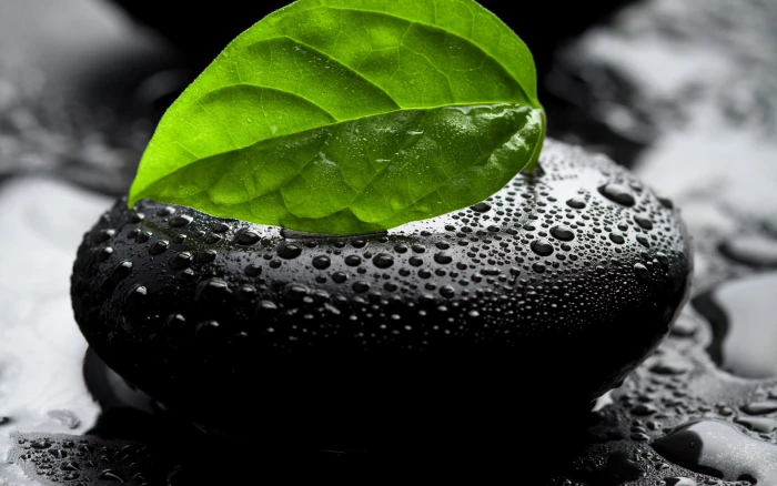 Rock Stone Leaf Wet Water Drop Macro HD nature 2k