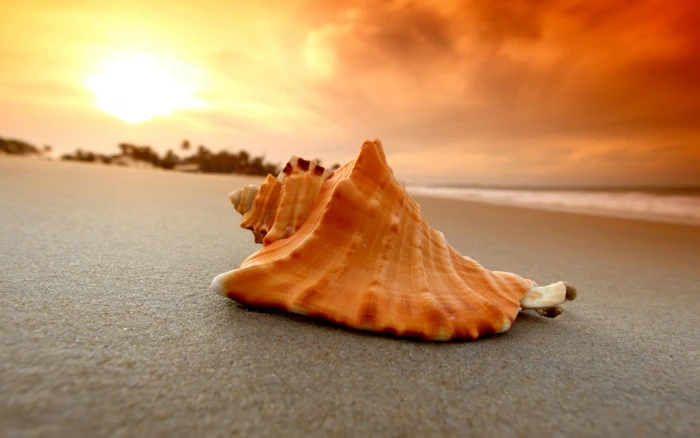 Sand Beach Shell Sea Photo Download beaches 2k