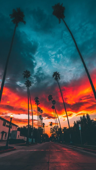 silhouette of tree landscape city vertical sky cloud