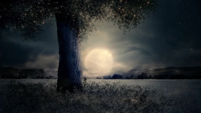 sky full moon nature darkness freezing tree night cloud 2k