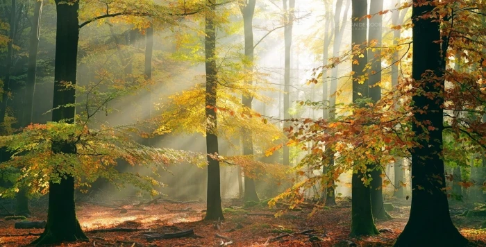 sun rays forest fall leaves trees mist sunlight nature 2k