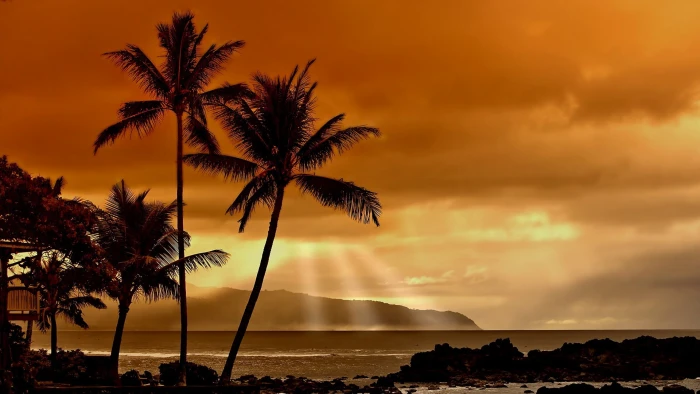 sunset sunlight landscape nature sea beach palm trees 2k