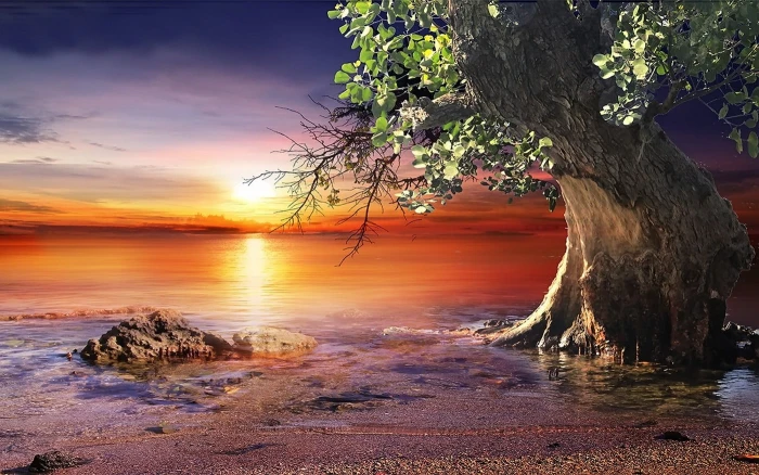 tall tree on seashore digital wallpaper nature landscape sunset