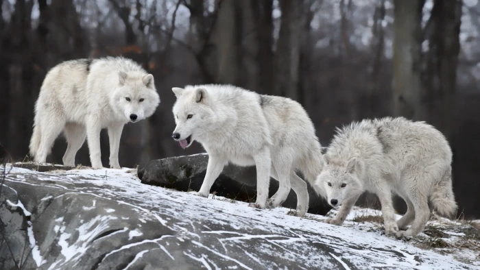 three white wolves wolf snow animals nature group of 2k