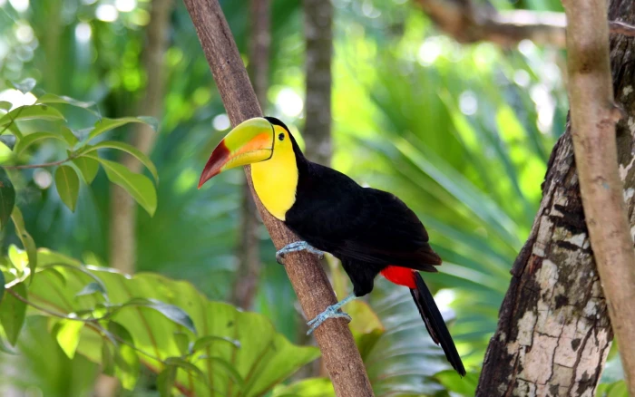 Toucan bird in forest yellow and black tocan tree branch beak 2k