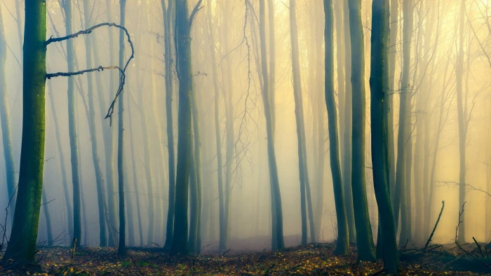 tree lot foggy forest during daytime nature trees branch 2k