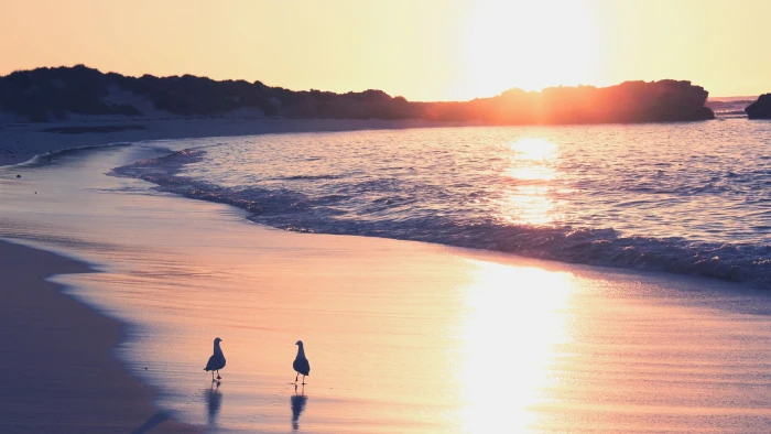 two white pelicans beach birds animals sea sunlight sunset 2k