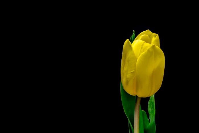 yellow tulip flower in selective focus photography 2k 4k 5k