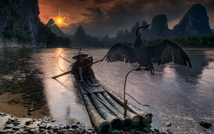 gray bird nature landscape fisherman cormorant river Guilin