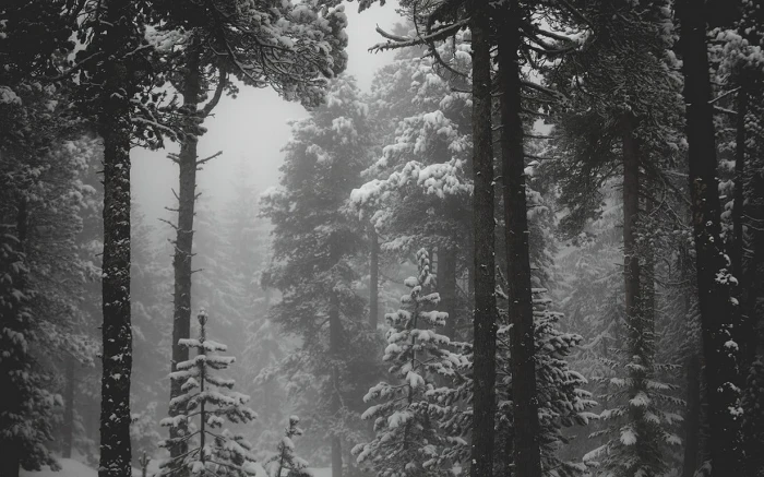 grayscale photo of snow forest landscape nature monochrome