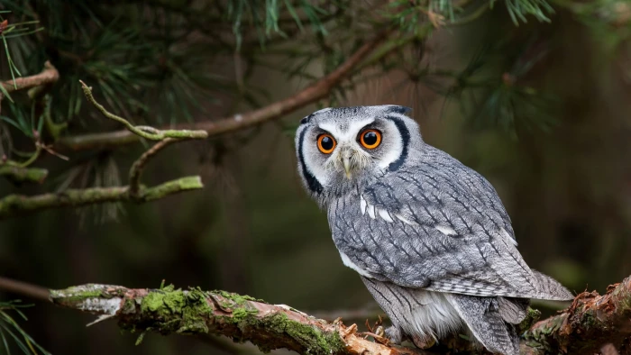 gray and black owl nature animals yellow eyes trees branch 2k