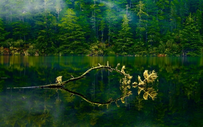 green leafed trees nature landscape Oregon lake mist forest