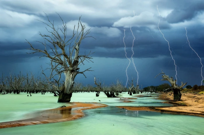 gray tree bark lightning storm dead trees beach nature cloud sky 2k