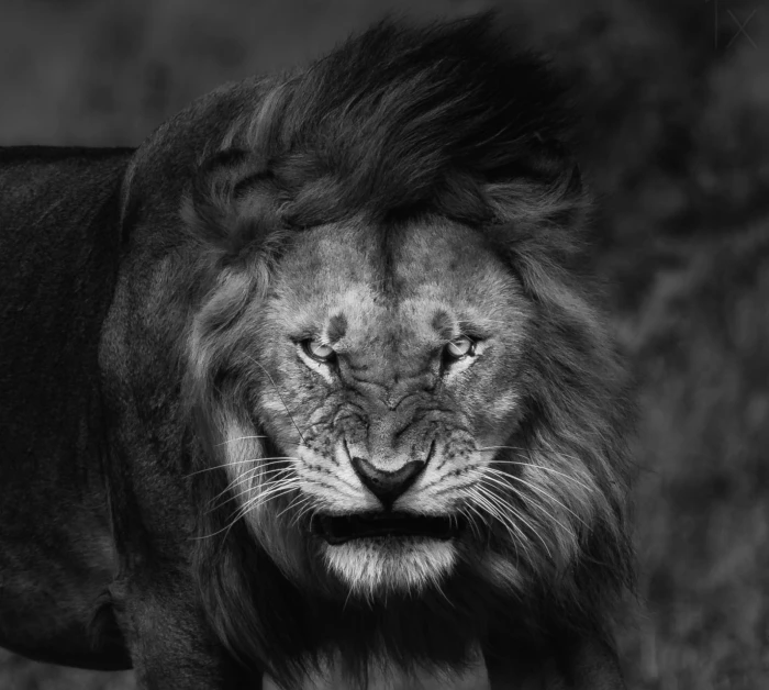 grayscale photography of lion nature big cats Fury angry 2k