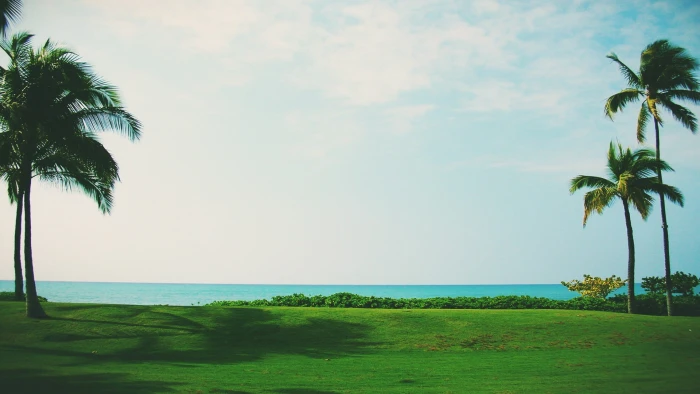 green grass and coconut trees palm beach Sun sky plant 2k