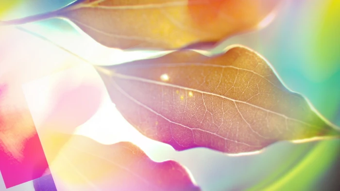 green leaf leaves nature colorful depth of field plants 2k