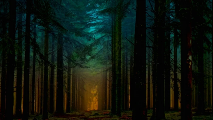 green trees landscape nature forest mist path sunlight 2k