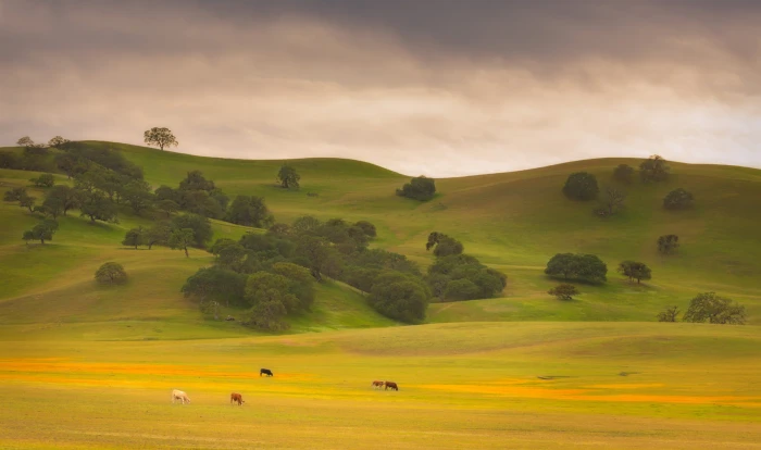 landscape photography of green grasslands Spring Pasture California 2k