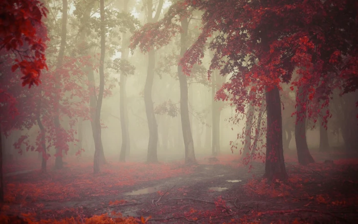 landscape photography of red flowering trees mist fall morning 2k