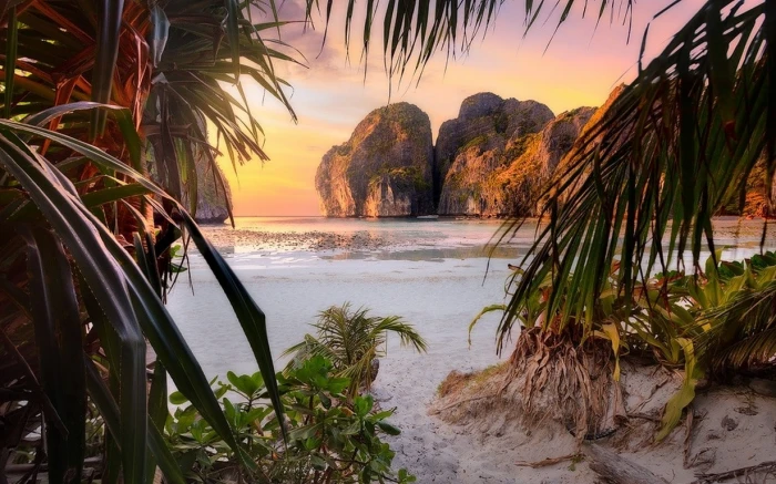 nature landscape beach sunset palm trees shrubs rock