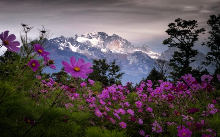 pink aster flowers landscape nature spring mountains wildflowers