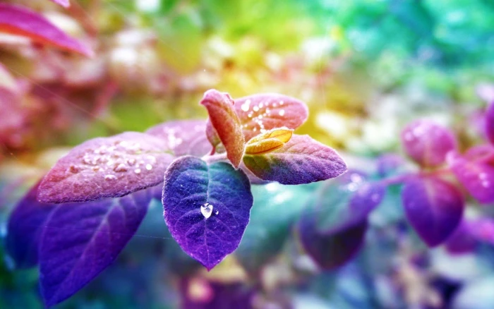 purple leafed plant nature colorful leaves depth of field 2k