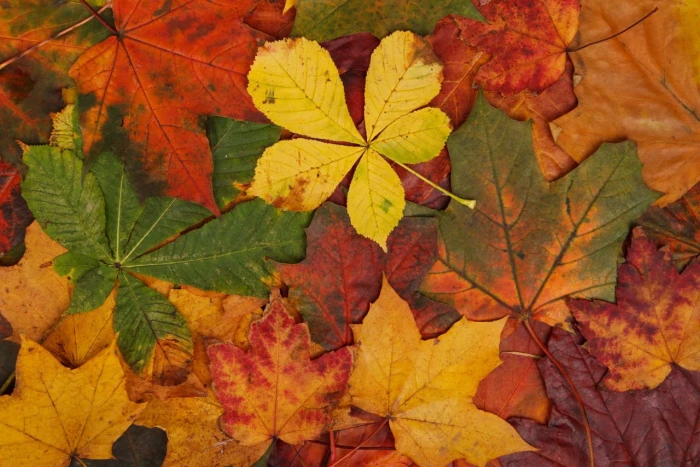 red and green leaf plant abstract fall bright brown colorful
