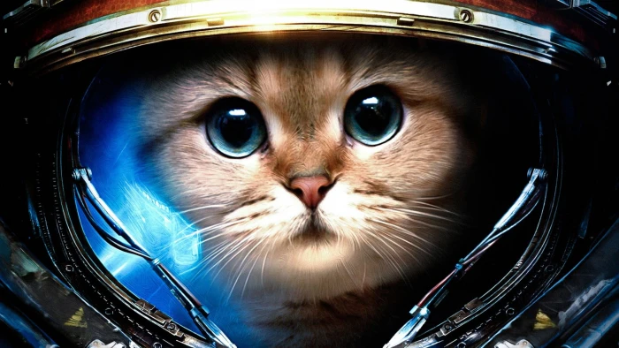 astronaut cat digital wallpaper Starcraft II James Raynor space 2k