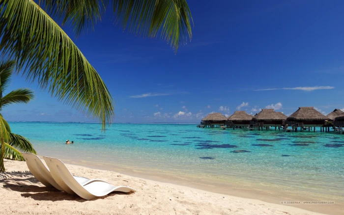 beach water land sea sky palm tree tropical climate beauty in nature 2k