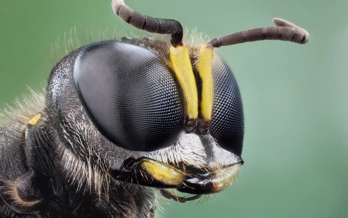black and yellow bee macro photography of insect animals 2k