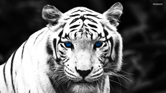 Blue Eyed Tiger white tiger big cats nature wildlife animals 2k
