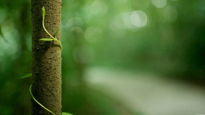 brown bamboo pole untitled nature flowers macro leaves forest 2k
