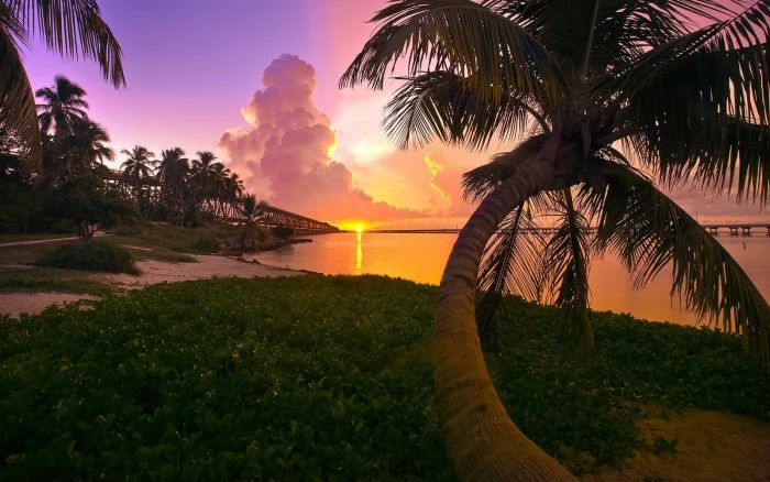 coconut tree landscape nature beach sunset palm trees sea 2k