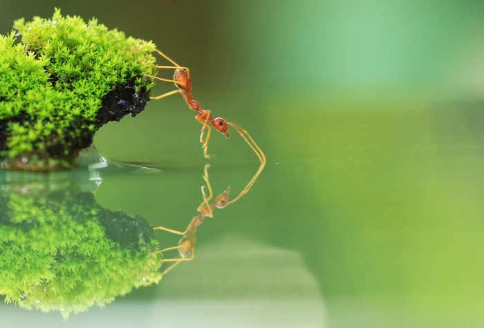 fire ant on green grass near calm body of water in closeup photo red 2k