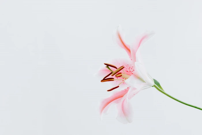 flower petals flowers minimalism white background 2k 4k 5k