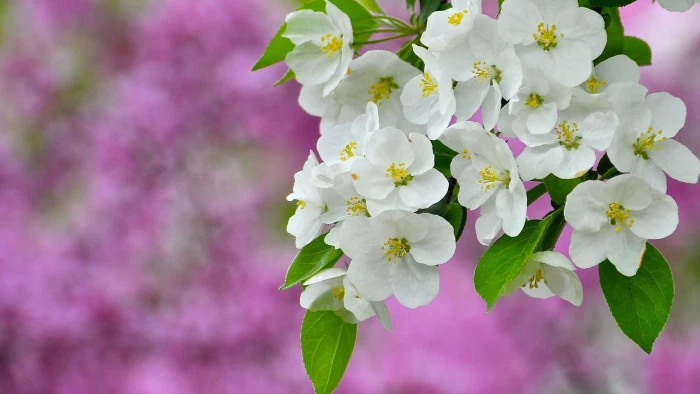 flower pink floral blossom petal spring plant flowers 2k