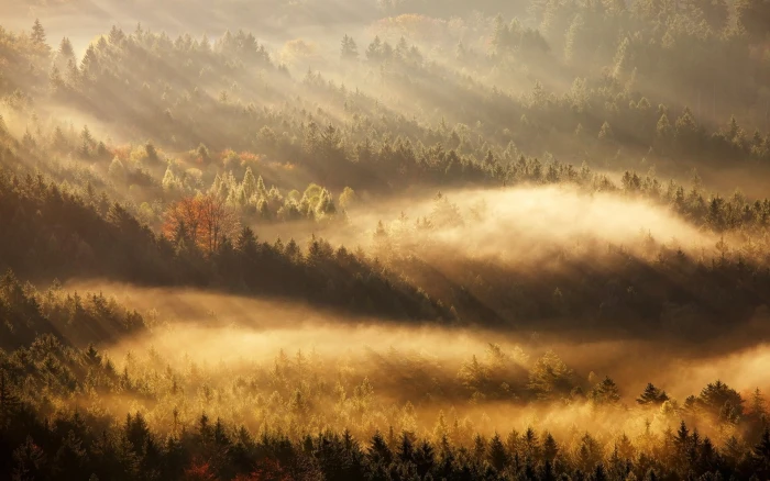 fog covered forest aerial photography of trees nature landscape 2k