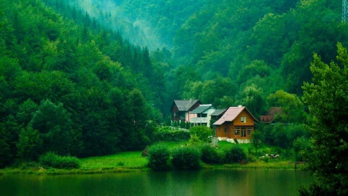 Forest trees shrubs houses streams green natural scenery 2k