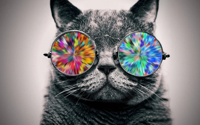 gray cat wearing multicolored sunglasses wallpaper animals selective coloring 2k