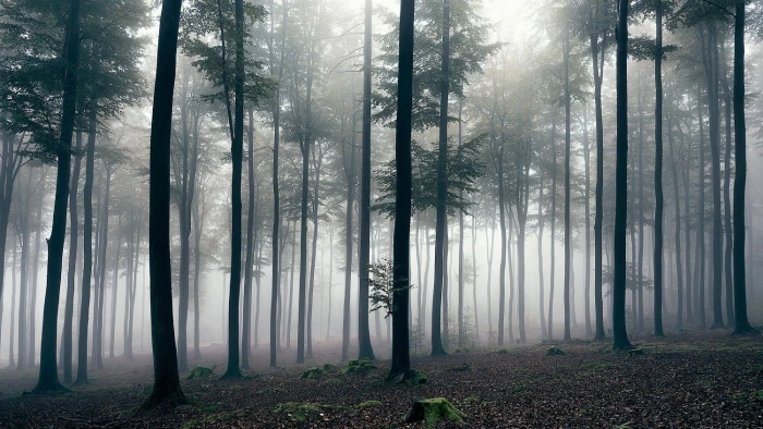 green leafed trees nature landscape photography forest sunrise 2k