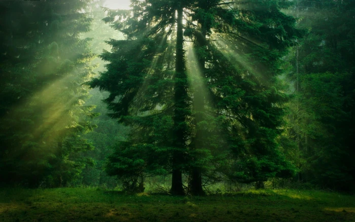 green leafed tree untitled trees sunlight forest nature 2k